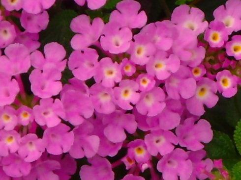 可笑的花