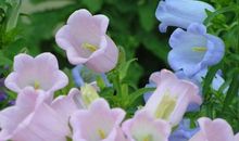 藏在鲜花中的爱