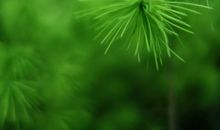 一片松叶的自述