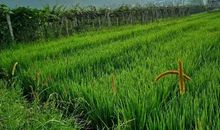 家乡四季的田野