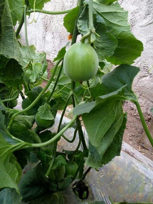 我家乡的橘子和菜园