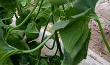 故乡的桔子与菜园