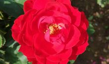 玫瑰开了，你在何方