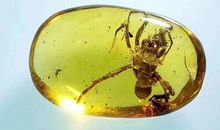 想做科学家的小蚂蚁