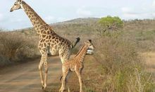 助人为乐的长颈鹿