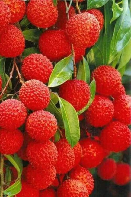 我爱荔枝