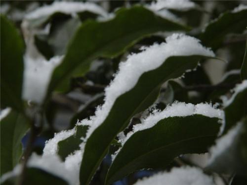 农历十二月下雪