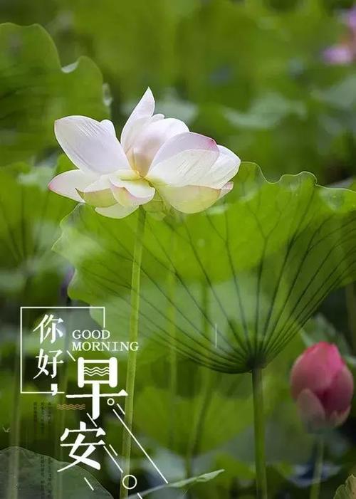 没有人欢呼，但仍然出色