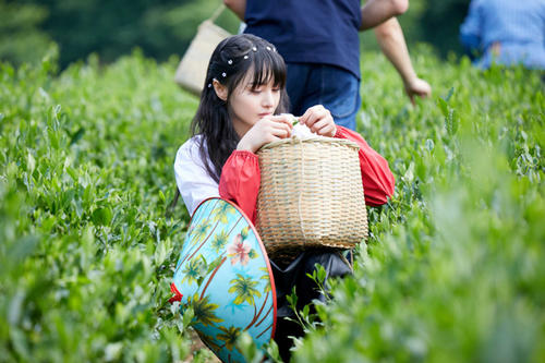 我学会了采茶