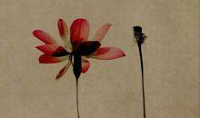 花香挽不住时光