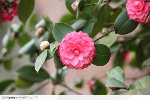 茶花的叙事