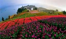 春天的花海公园