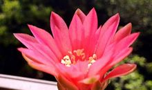 我喜爱的仙人球