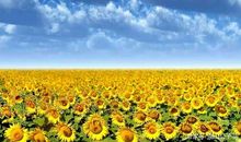 生命盛开的样子