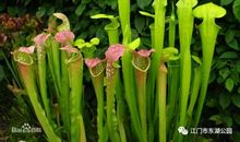 大自然里的风趣