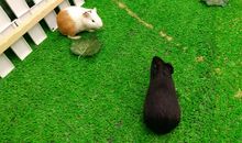 我领略了感受自然的妙处