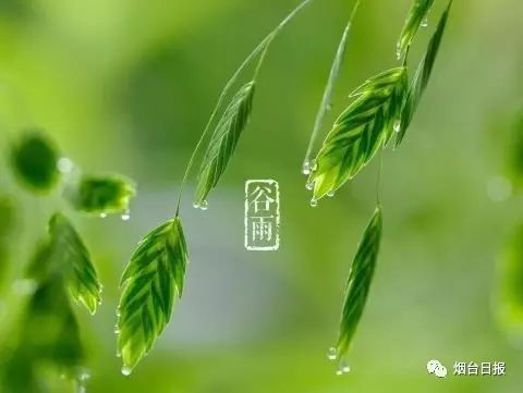 初夏叶子