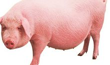 母猪