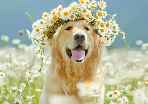 可爱的金毛寻回犬