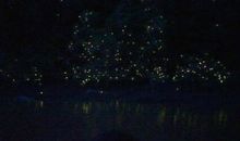 萤火虫身上的一点微光