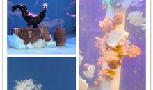 描写水母的作文