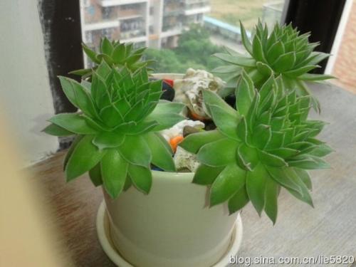 我最喜欢的宝石花