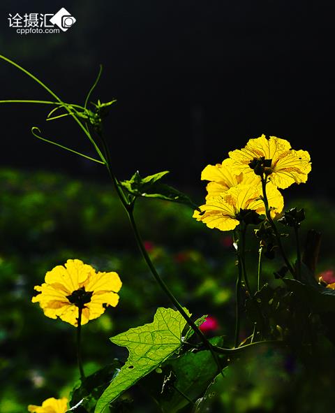 华丽的花椰菜