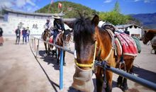 游丽江的茶马古道