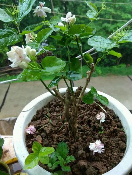 我从茉莉花中学到的东西