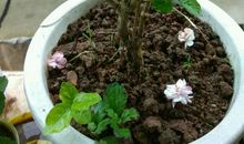 我从茉莉花中学到的