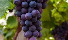 我最喜欢吃葡萄