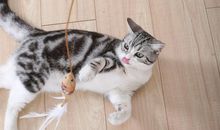 我发明了“逗猫神器”