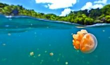 想看大海的小蚂蚁