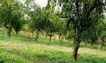 暑假农村生活的乐趣