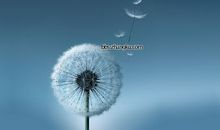 蒲公英进入我的视线