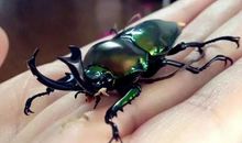 我最喜爱的昆虫