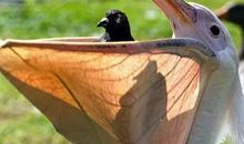 鹈鹕之死读后感