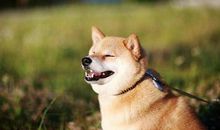 真正的幸福是被需要