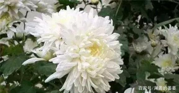 春天盛开的“奋斗之花”