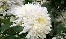 开在春天里的一朵“奋斗花”