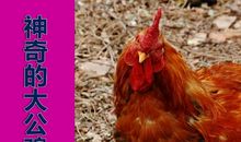 神气的大公鸡读后感