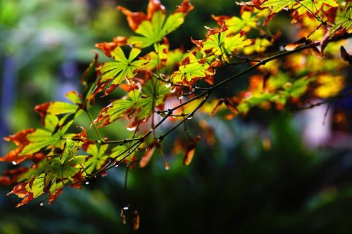 听秋雨的声音