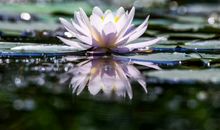 心灵深处的芬芳