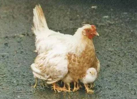 家庭拍卖