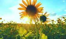 绽放在空中的花朵