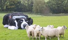 品味那匹牧羊犬，真有趣