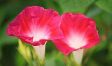 一朵盛开的牵牛花