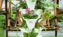 阳台的那盆小草莓