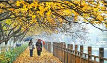 美丽的黄金大道