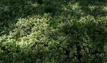 一棵神奇的灌木